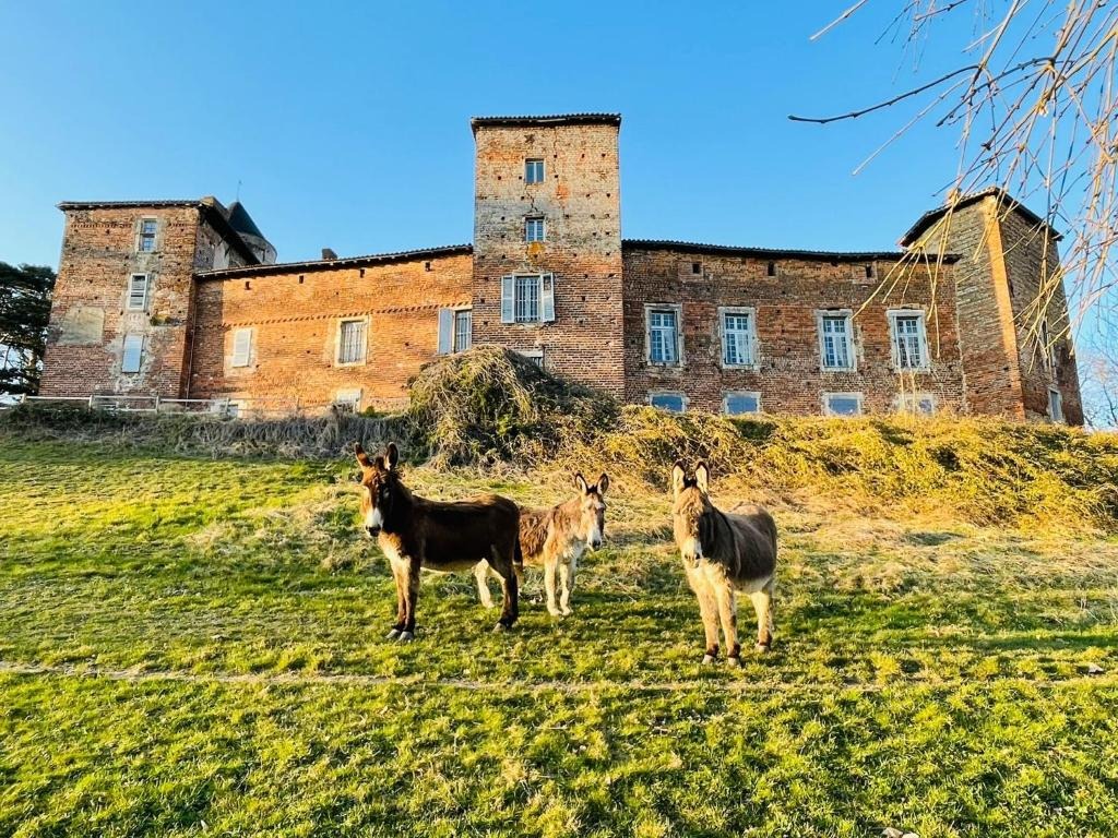 Ânes paissant devant la façade du château au soleil d'hiver